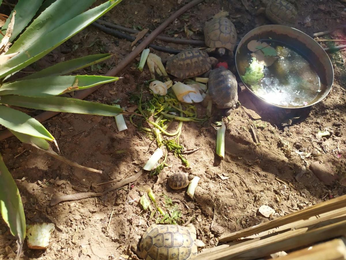 Ferienwohnung Lotus turtle garden Eilat Exterior foto